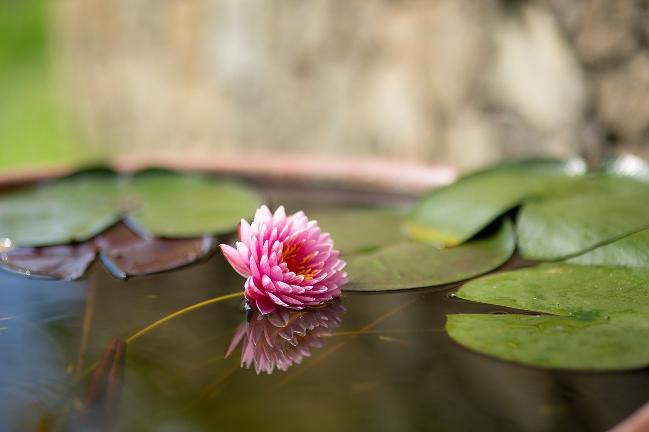 占い副業を始めて一輪の花を咲かせた人